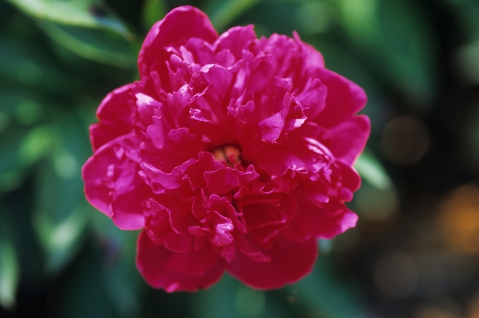 Peony - Paeonia lactiflora 'Felix Crousse' from Kings Garden Center