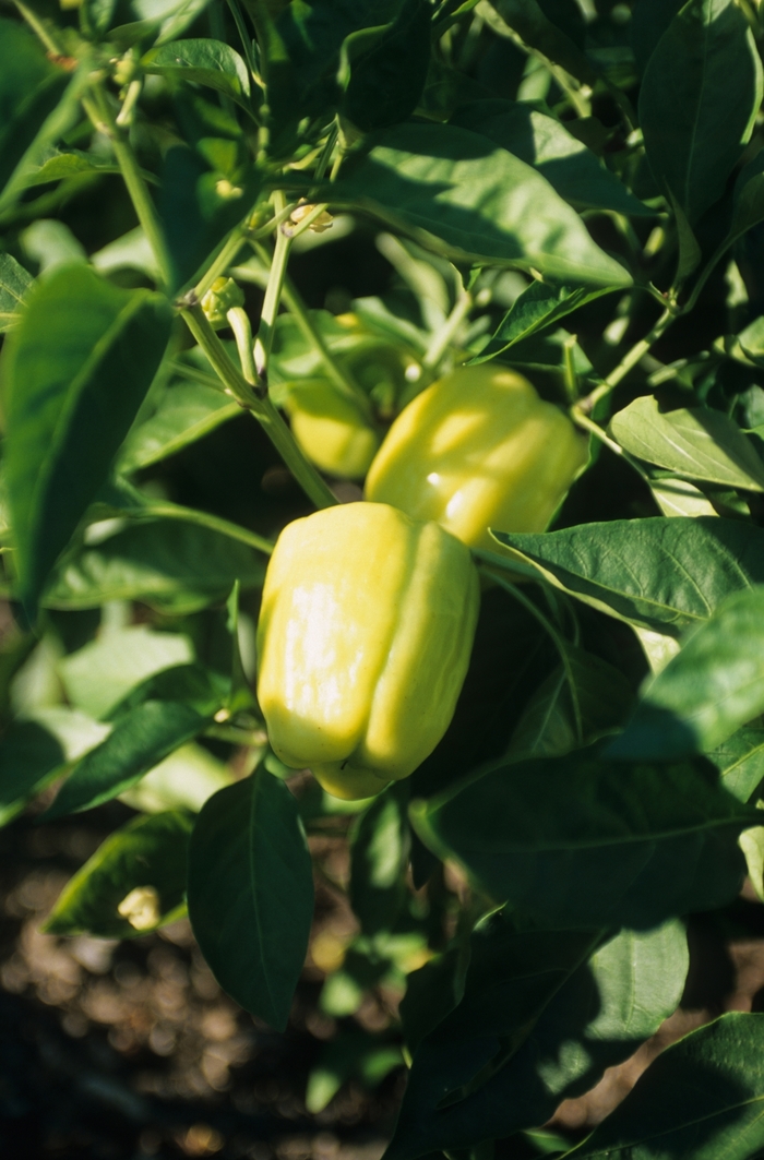 Sweet Bell Pepper - Capsicum annuum 'Blushing Beauty' from Kings Garden Center