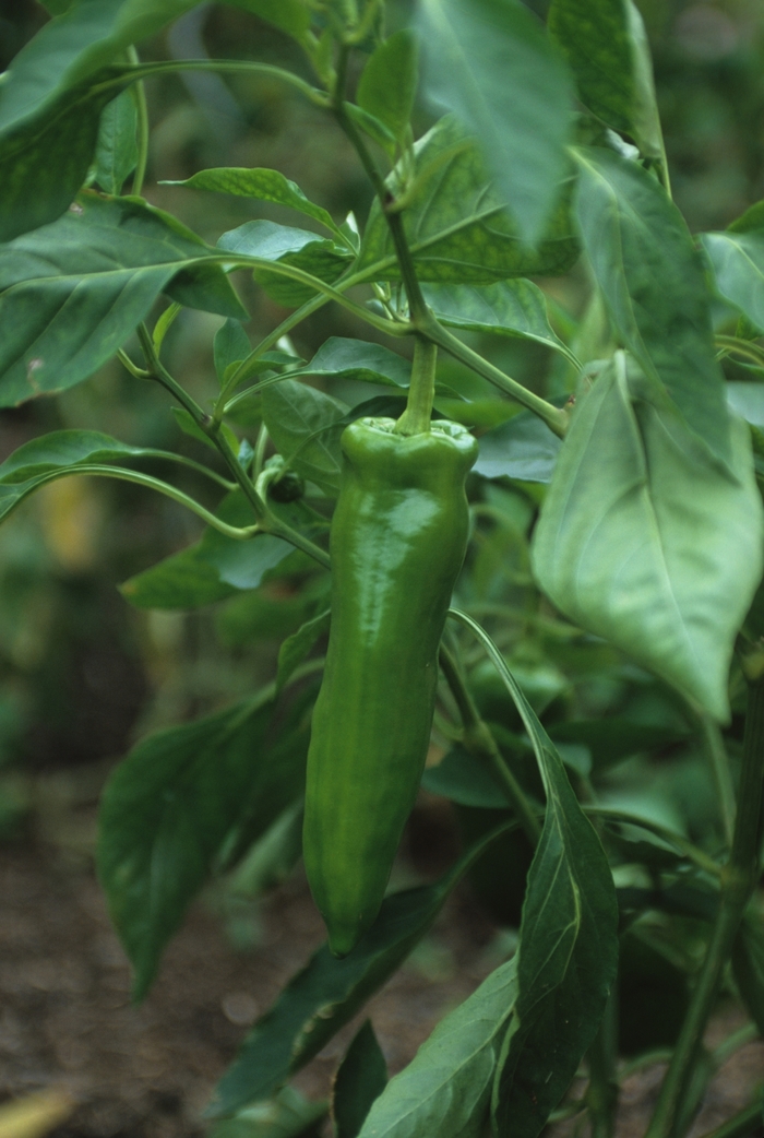  Giant Marconi Sweet Pepper - Capsicum annuum from Kings Garden Center