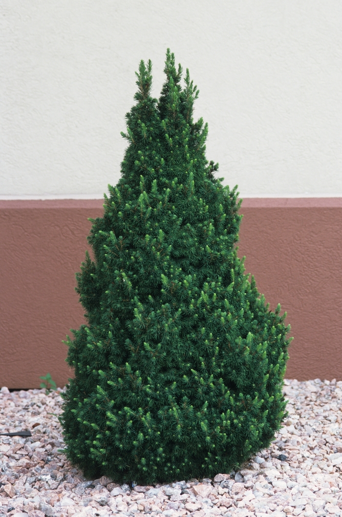 Dwarf Alberta Spruce - Picea glauca 'Conica' from Kings Garden Center
