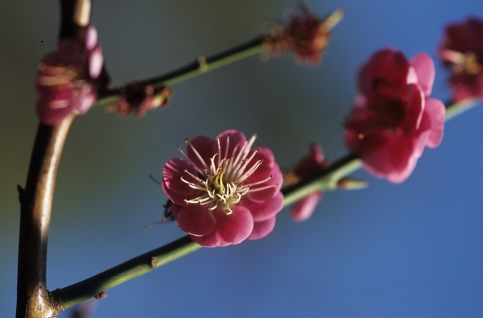 Kobai Japanese Apricot - Prunus mume 'Kobai' from Kings Garden Center