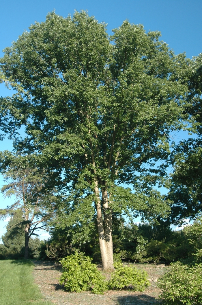 Nuttall Oak - Quercus nuttallii from Kings Garden Center