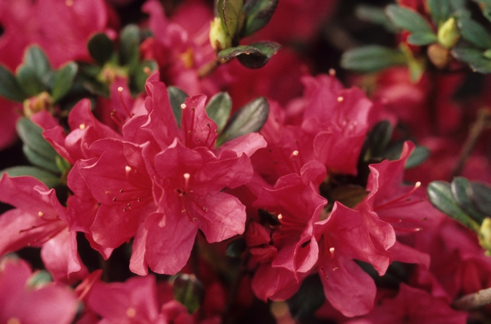 'Hinode-giri' - Rhododendron hybrid from Kings Garden Center