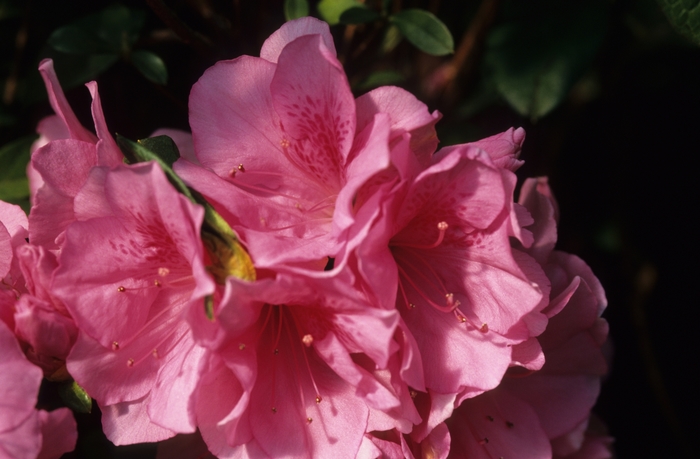 Pink Ruffle Azalea - Azalea 'Pink Ruffle' from Kings Garden Center