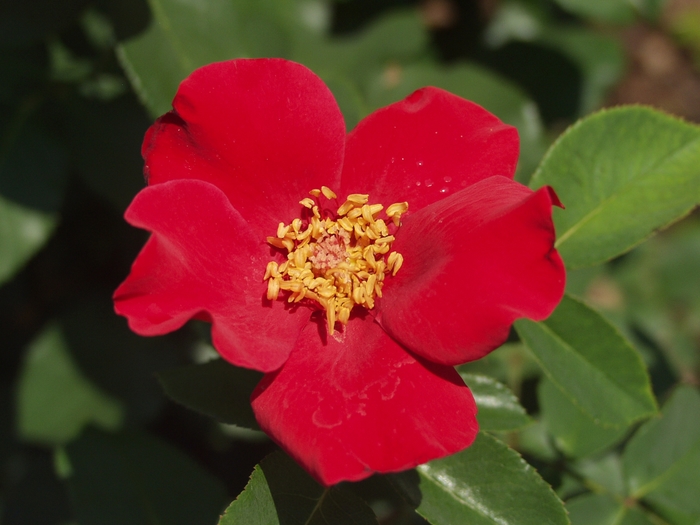Rosa 'Rambling Red' Rambling Rose Kings Garden Center