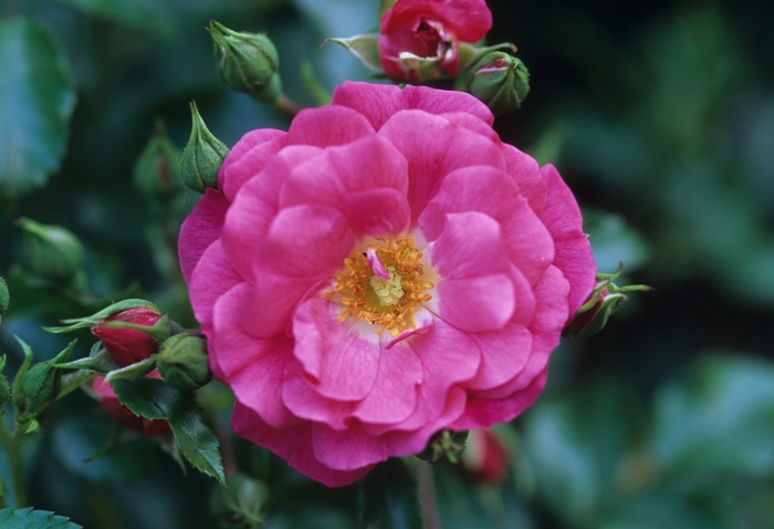 Groundcover Rose - Rosa 'Flower Carpet' from Kings Garden Center