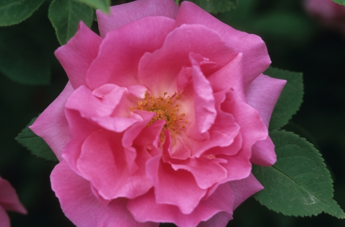 Rose - Rosa 'Zepherine Drouhin' from Kings Garden Center