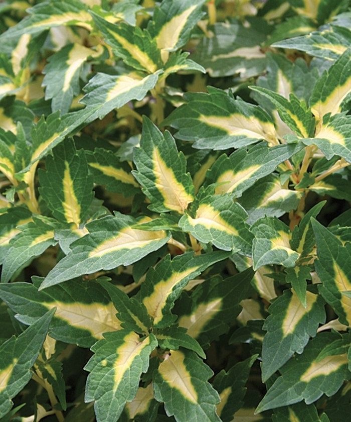 Coleus - Solenostemon scutellarioides 'ColorBlaze® Alligator Tears™' from Kings Garden Center