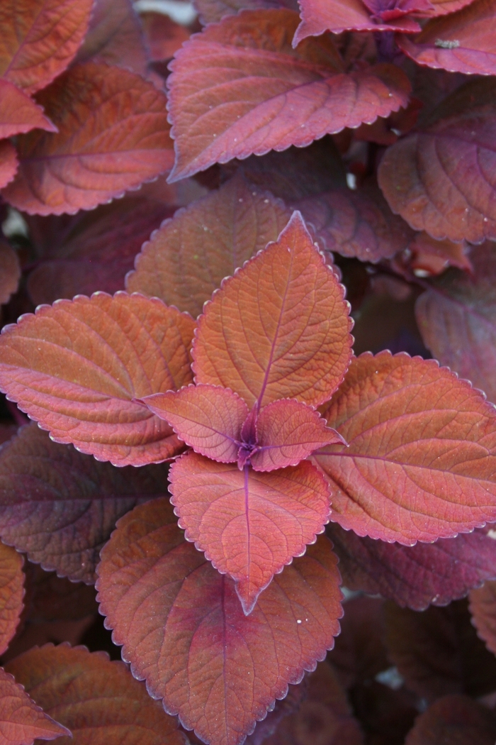 ColorBlaze® Keystone Kopper™ - Solenostemon scutellarioides 'Coleus' from Kings Garden Center