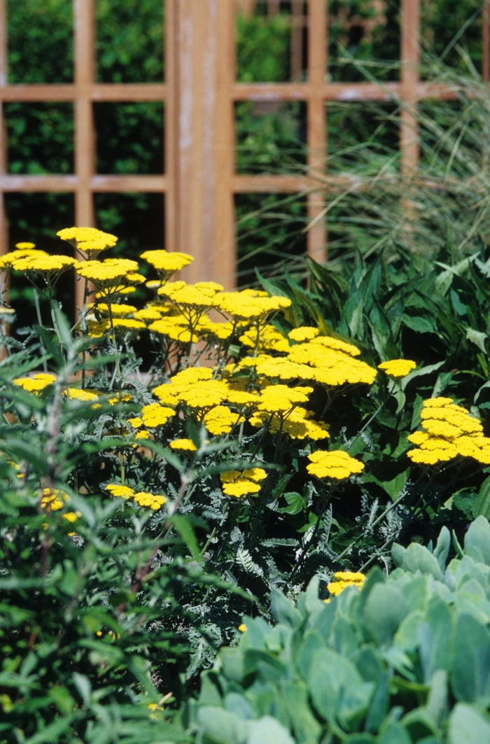 Yarrow - Achillea 'Moonshine' from Kings Garden Center