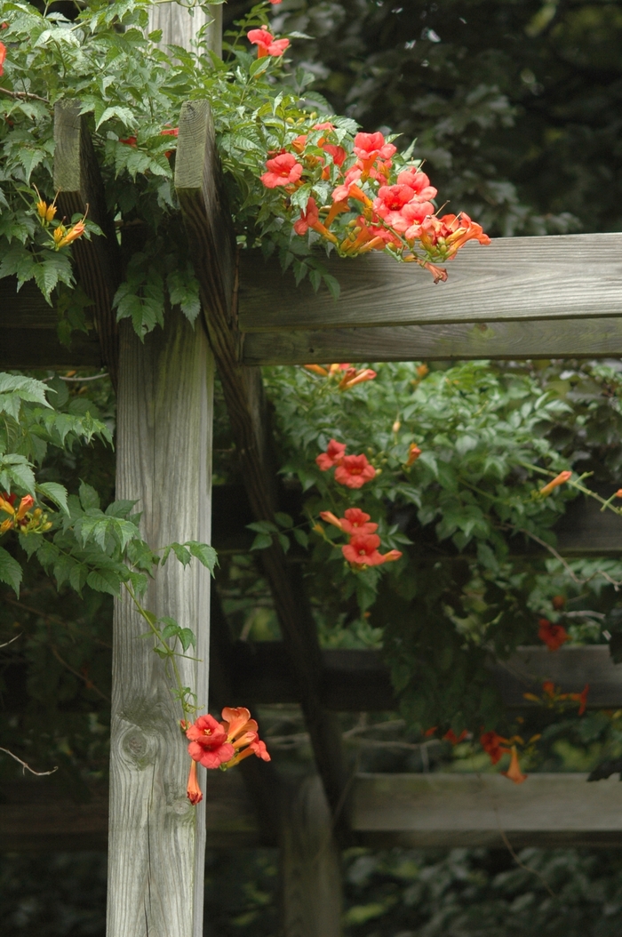 Trumpet Creeper - Campsis radicans from Kings Garden Center