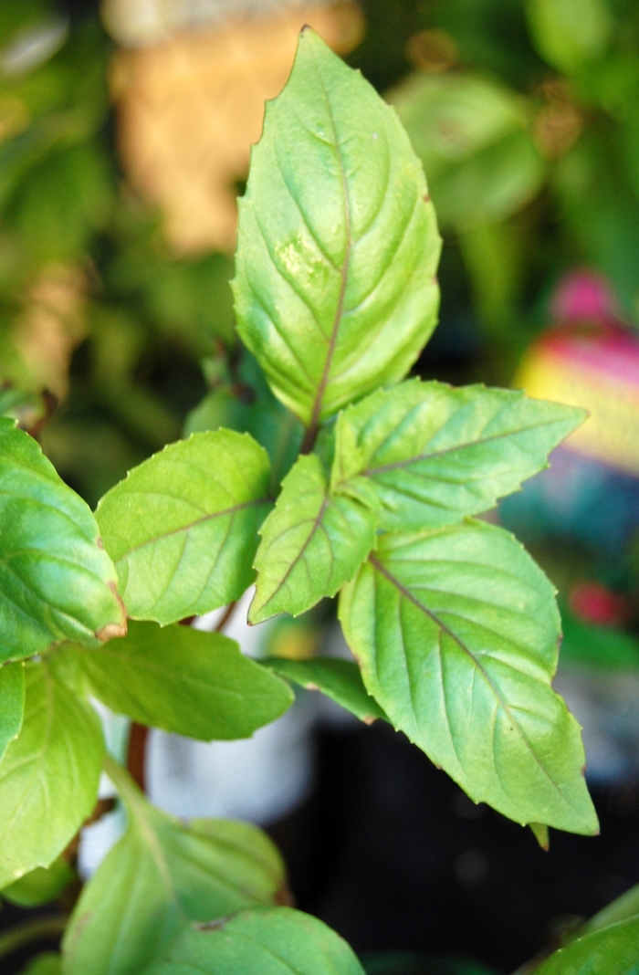 Basil, Cinnamon - Ocimum basilicum 'Cinnamon' from Kings Garden Center