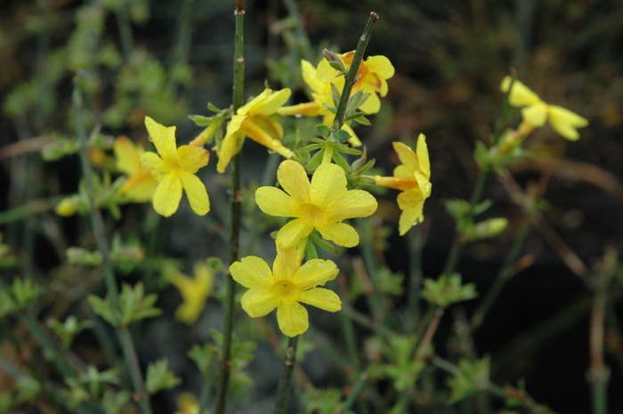 Winter Jasmine - Jasminum nudiflorum from Kings Garden Center