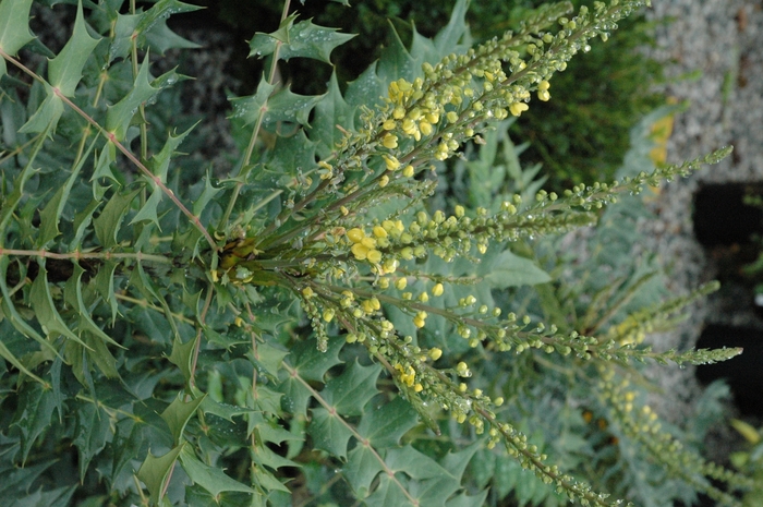 Winter Sun Mahonia - Mahonia x media 'Winter Sun' from Kings Garden Center