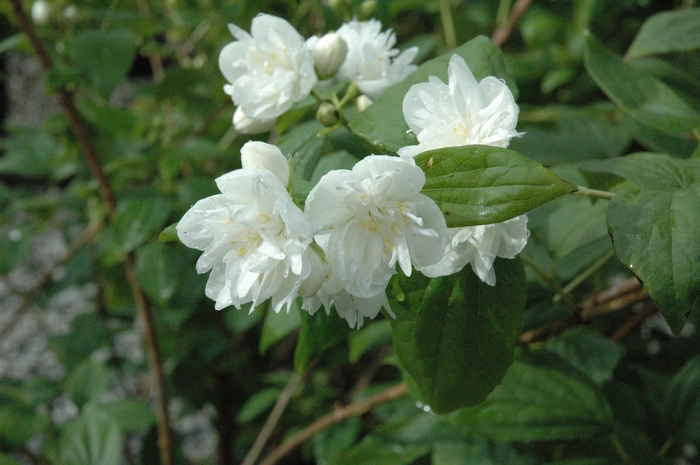 Mock Orange - Philadelphus x virginalis from Kings Garden Center