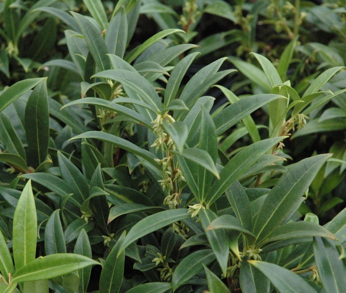 Himalayan Sweet Box - Sarcococca hookeriana var humilis from Kings Garden Center