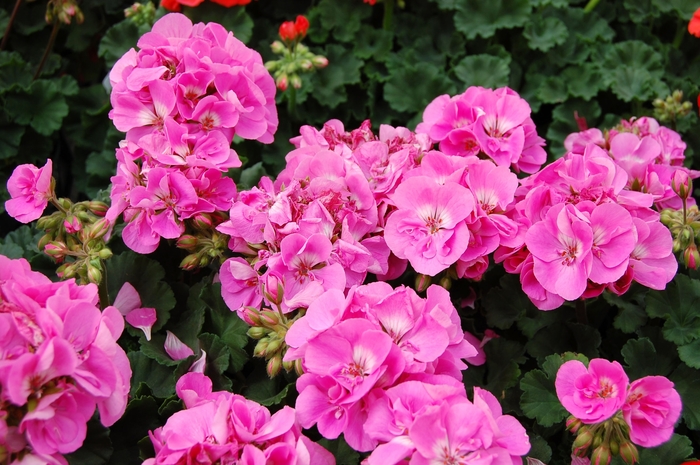 Zonal Geranium - Pelargonium x hortorum 'Tango Deep Pink' from Kings Garden Center