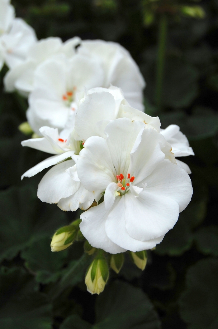 Zonal Geranium - Pelargonium x hortorum 'Tango™ White' from Kings Garden Center