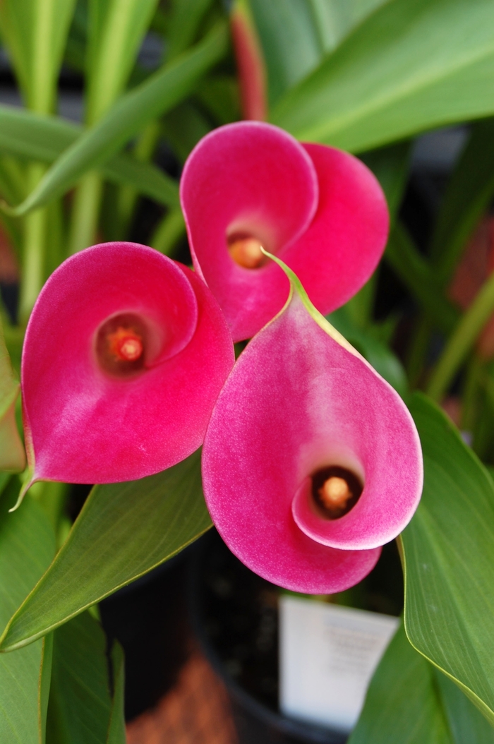 Callafornia® Garnet Glow Calla Lily - Zantedeschia aethiopica 'Garnet Glow' from Kings Garden Center