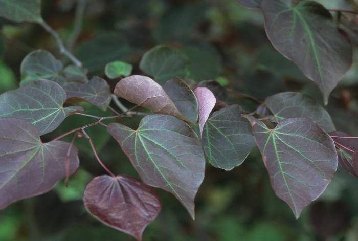 Forest Pansy Redbud - Cercis canadensis 'Forest Pansy' from Kings Garden Center