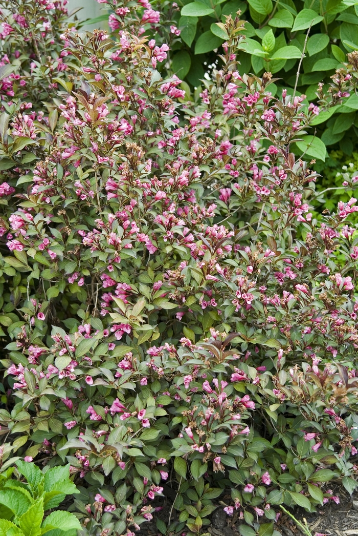 Weigela - Weigela florida 'Wine & Roses®' from Kings Garden Center