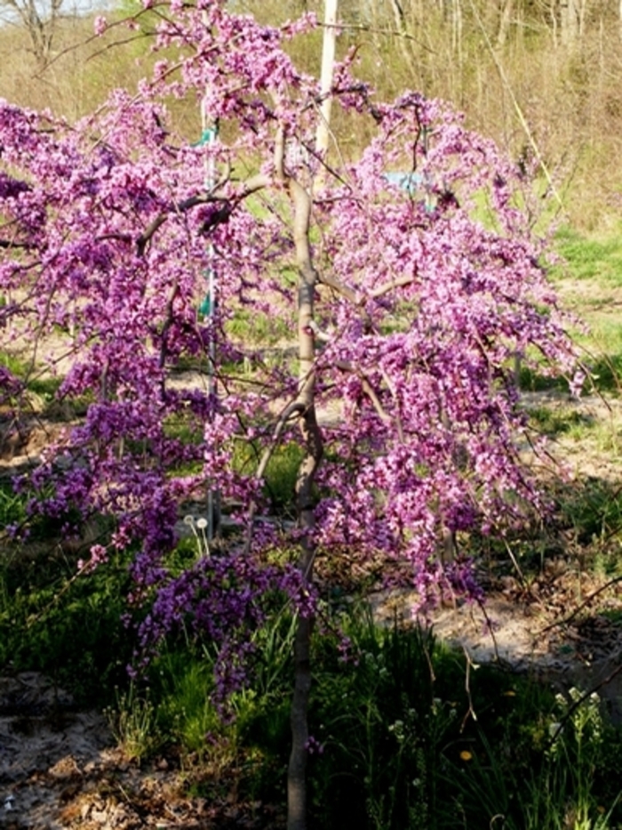 Lavender Twist™ Redbud - Cercis canadensis 'Covey' from Kings Garden Center