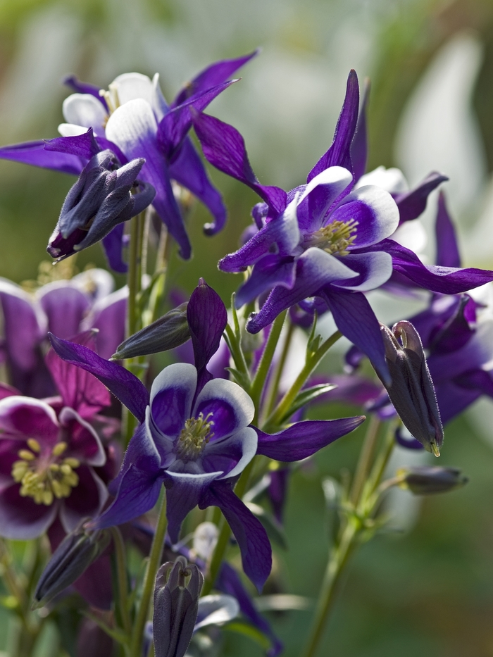 Columbine - Aquilegia vulgaris 'Winky Blue & White' from Kings Garden Center