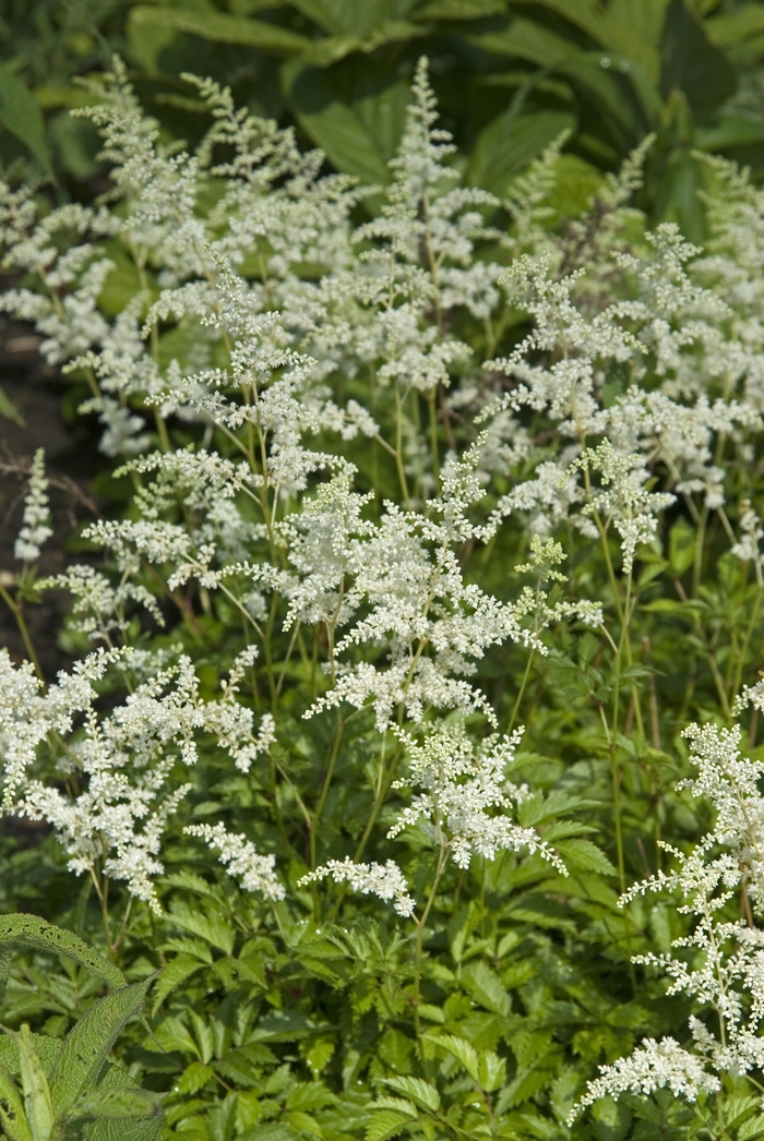 False Spirea - Astilbe arendsii 'Bridal Veil' from Kings Garden Center