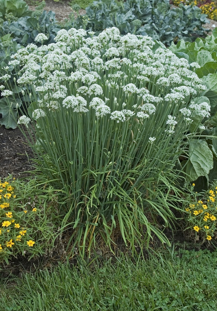 Allium tuberosum Chives, Garlic Kings Garden Center
