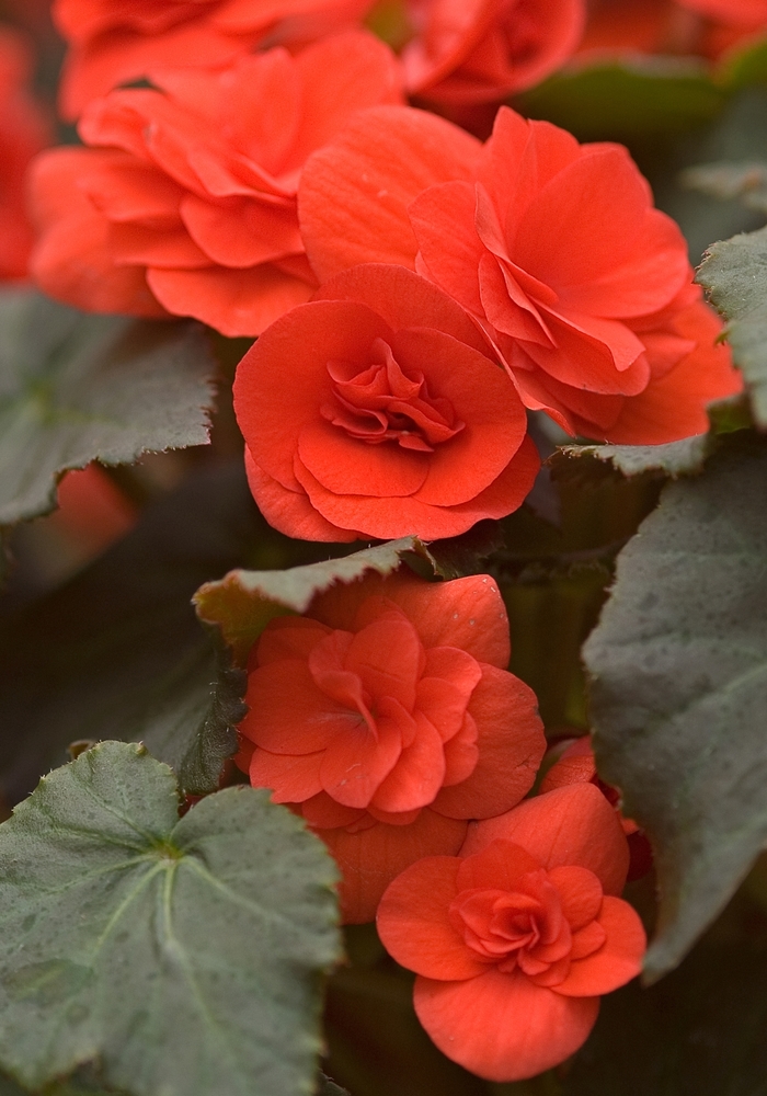 Solenia Begonia - Begonia from Kings Garden Center