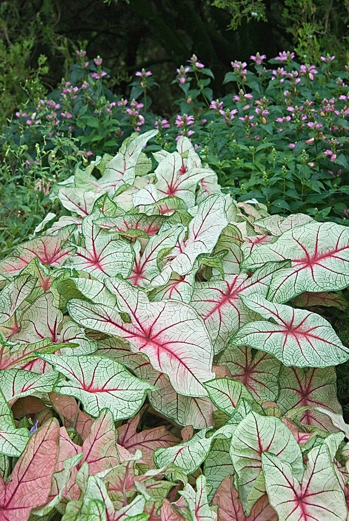 Caladium - Caladium bicolor 'White Queen' from Kings Garden Center