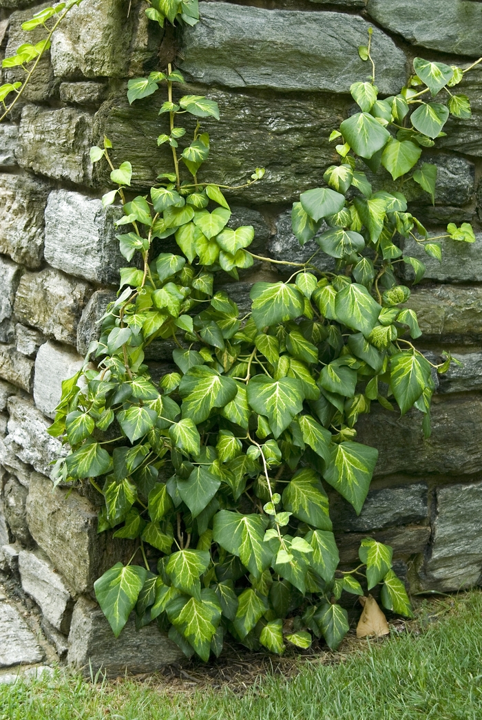 English Ivy - from Kings Garden Center