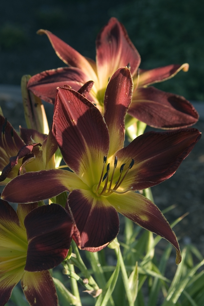 Daylily - Hemerocallis 'Ruby Spider' from Kings Garden Center