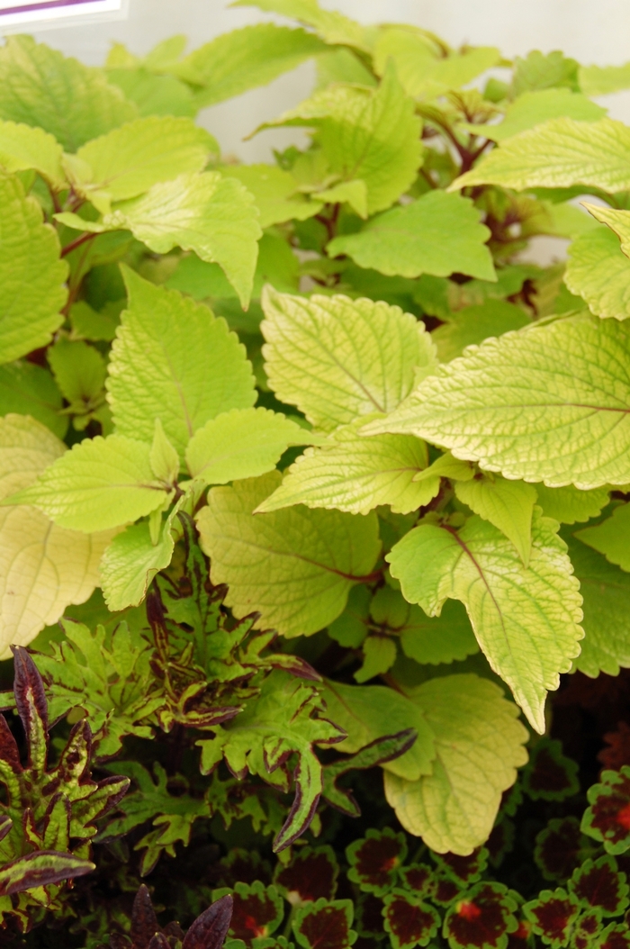 Coleus - Coleus hybrida 'Stained Glassworks™ Big Blonde' from Kings Garden Center