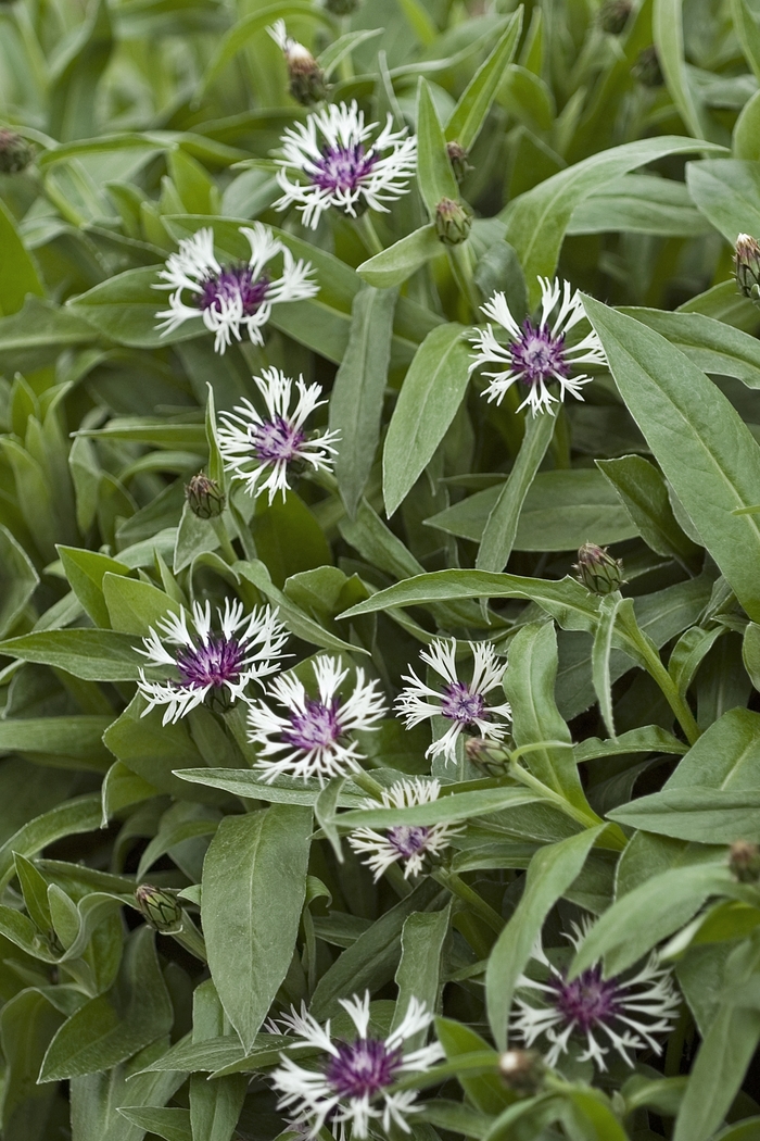 'Amethyst in Snow' Bachelor's Button - Centaurea montana from Kings Garden Center