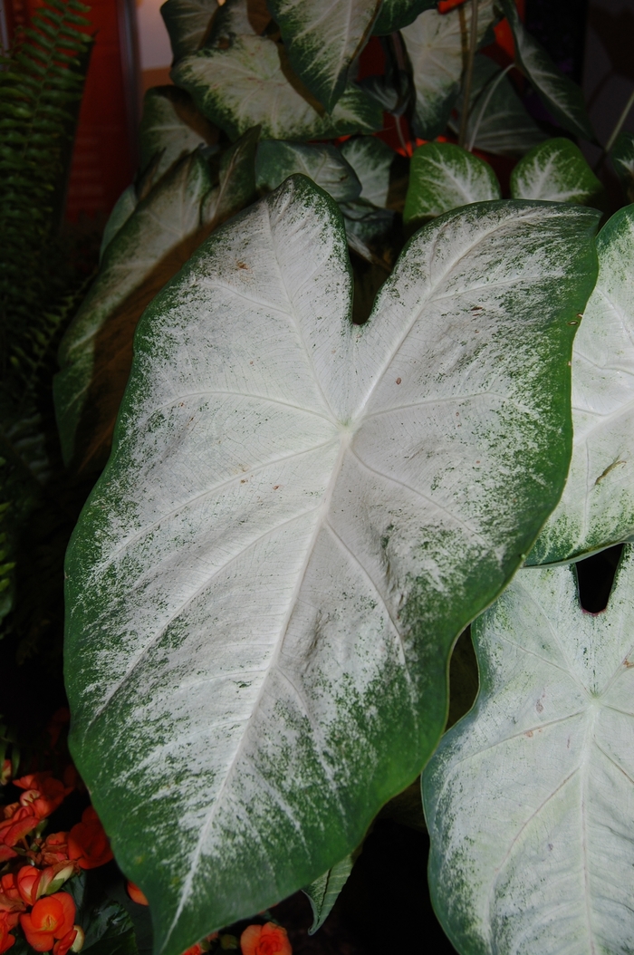 Angel Wings - Caladium fancy leaf 'Aaron' from Kings Garden Center