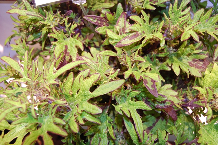 Coleus - Coleus hybrida 'Stained Glassworks™ Witch Doctor' from Kings Garden Center