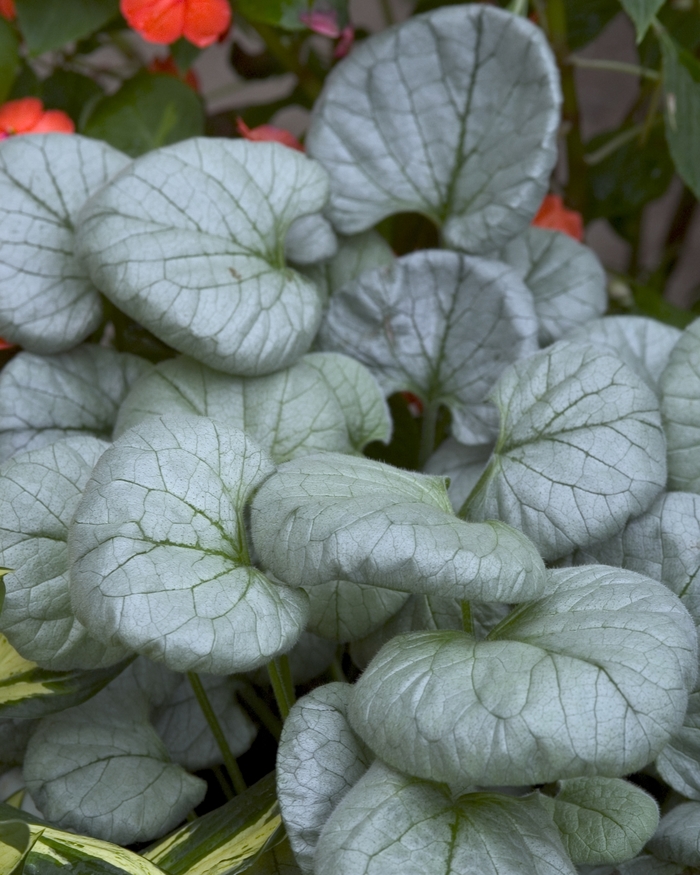 Siberian Bugloss - Brunnera macrophylla 'Looking Glass' from Kings Garden Center