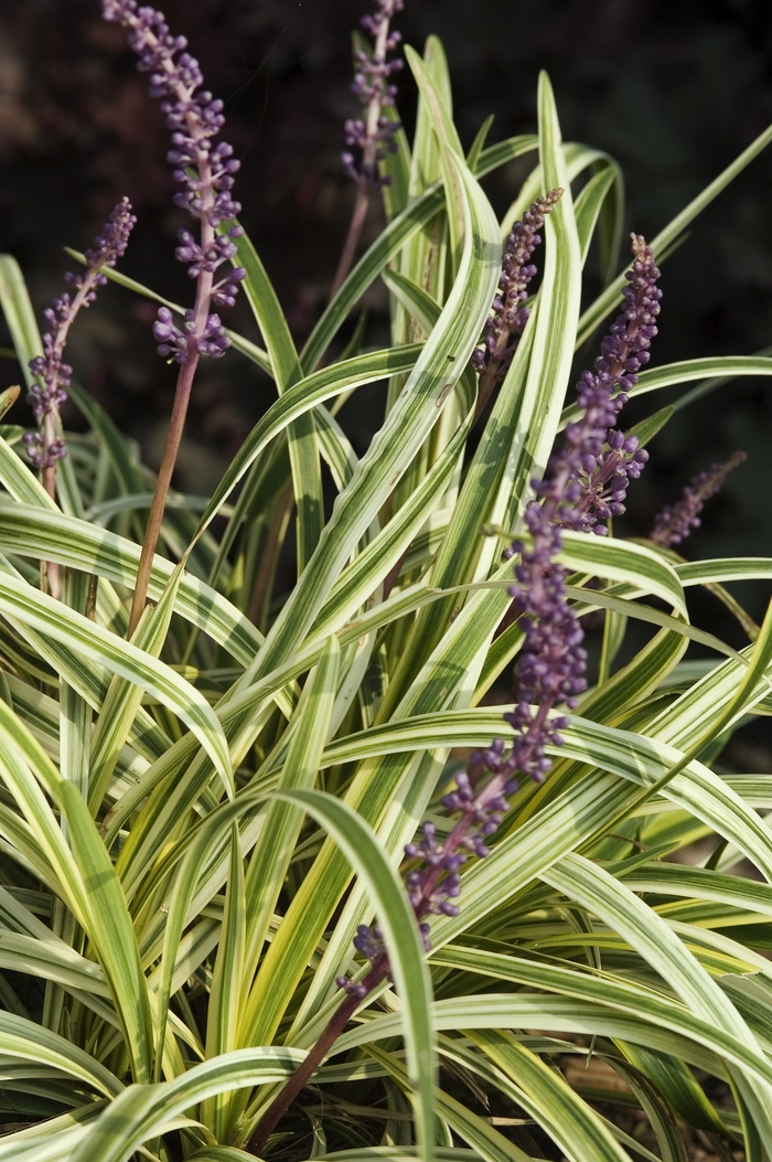 Lily-turf - Liriope muscari 'Silvery Sunproof' from Kings Garden Center