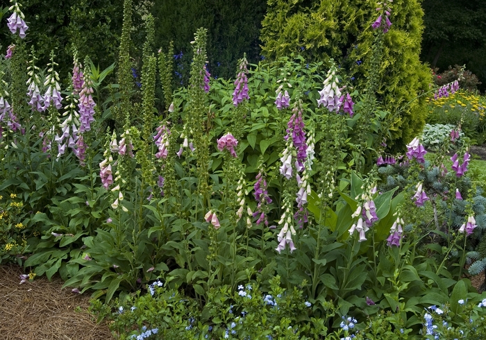 Foxglove - Digitalis purpurea from Kings Garden Center