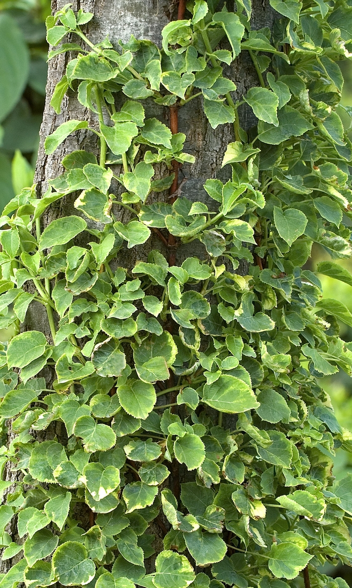 Image of Hydrangea petiolaris miranda variegated climbing hydrangea