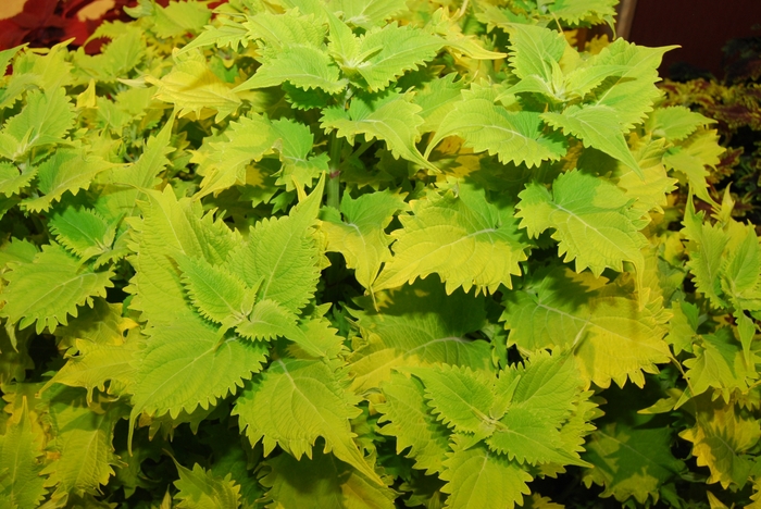 Coleus - Solenostemon hybrid 'Wasabi' from Kings Garden Center