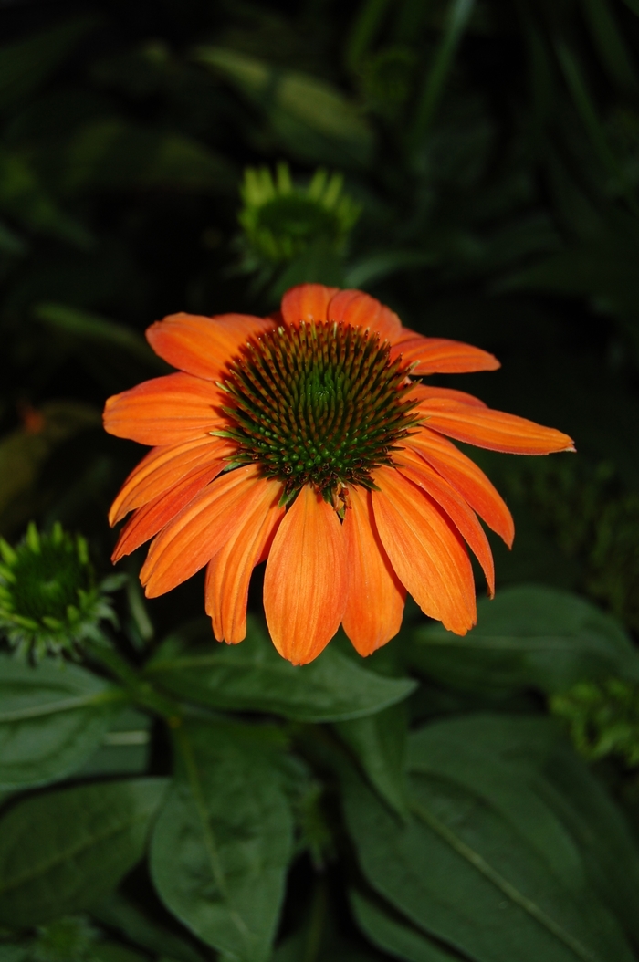 Sombrero™ Hot Coral - Echinacea 'Hot Coral' from Kings Garden Center