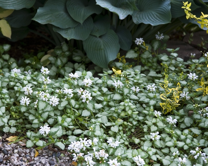 Dead Nettle - Lamium maculatum 'White Nancy' from Kings Garden Center