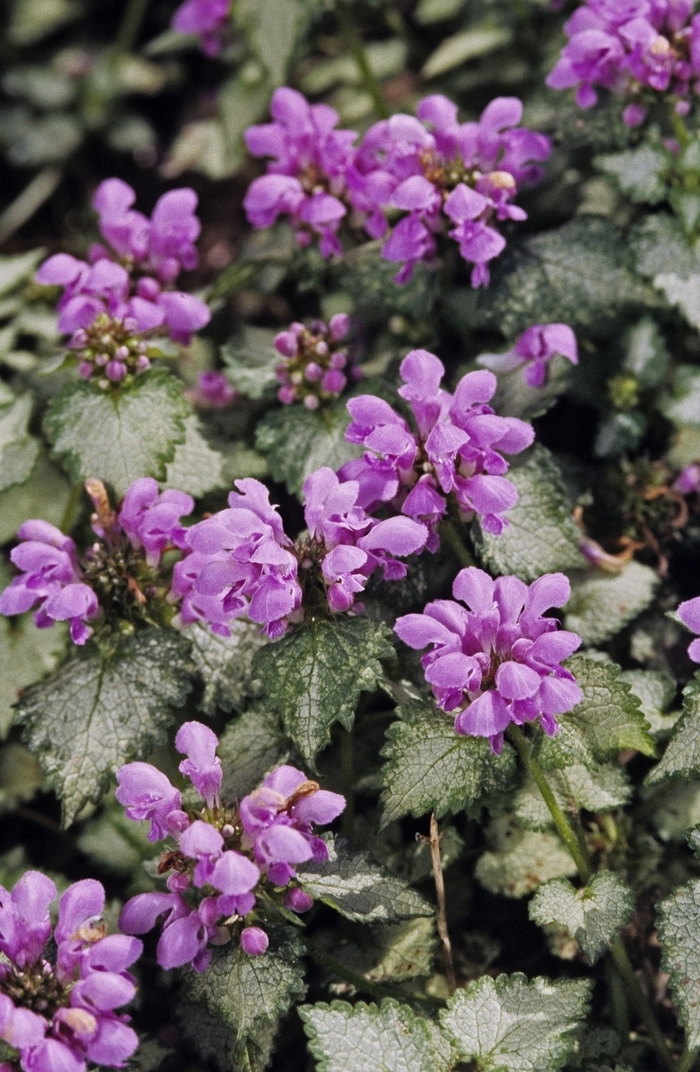 Dead Nettle - Lamium maculatum 'Orchid Frost' from Kings Garden Center