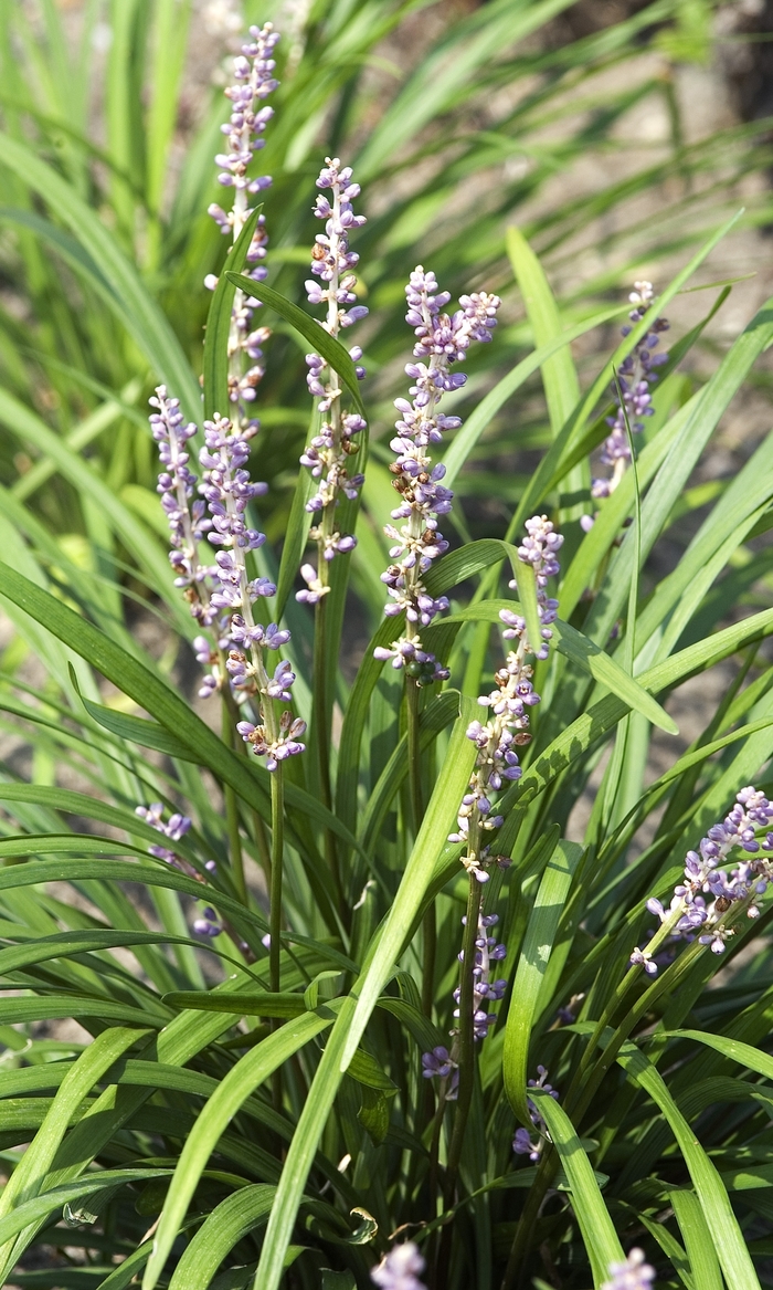 Big Blue Liriope - Liriope muscari 'Big Blue' from Kings Garden Center