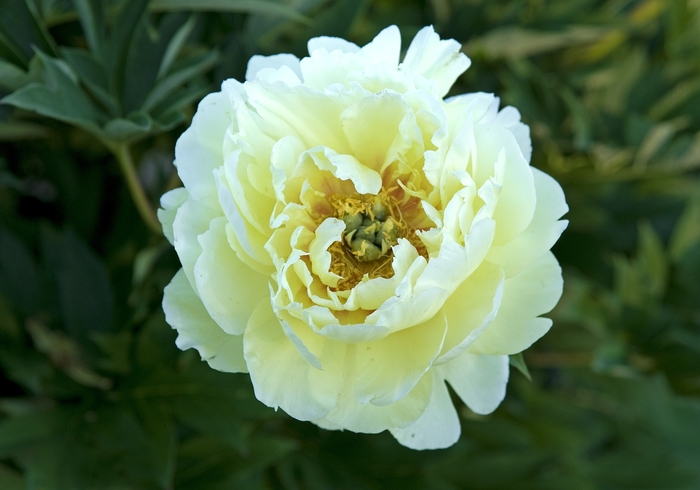 Bartzella Peony - Paeonia 'Bartzella' from Kings Garden Center