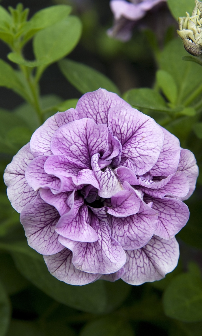 Petunia - Petunia hybrida 'Double Wave™ Blue Vein' from Kings Garden Center