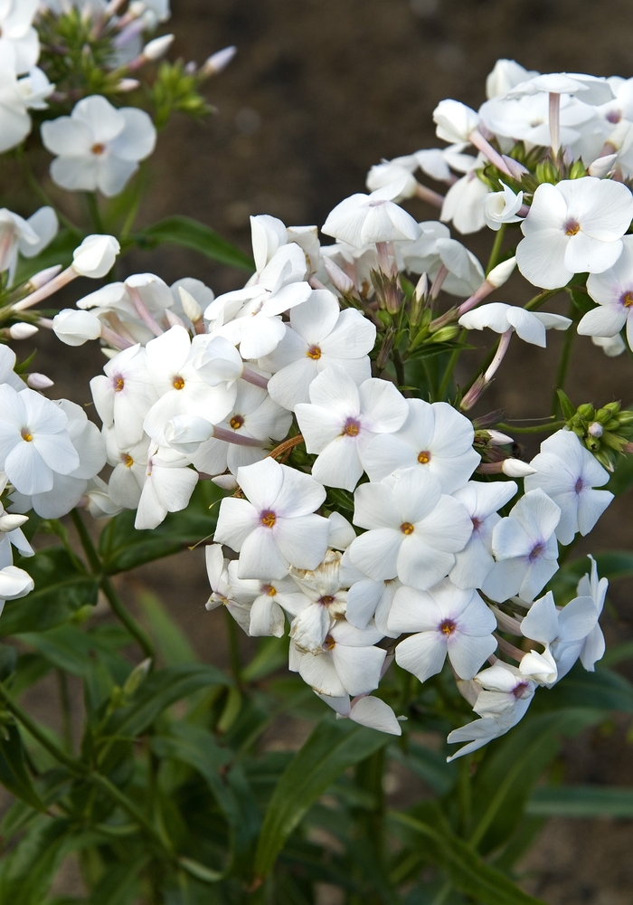 'Minnie Pearl' - Phlox hybrid from Kings Garden Center