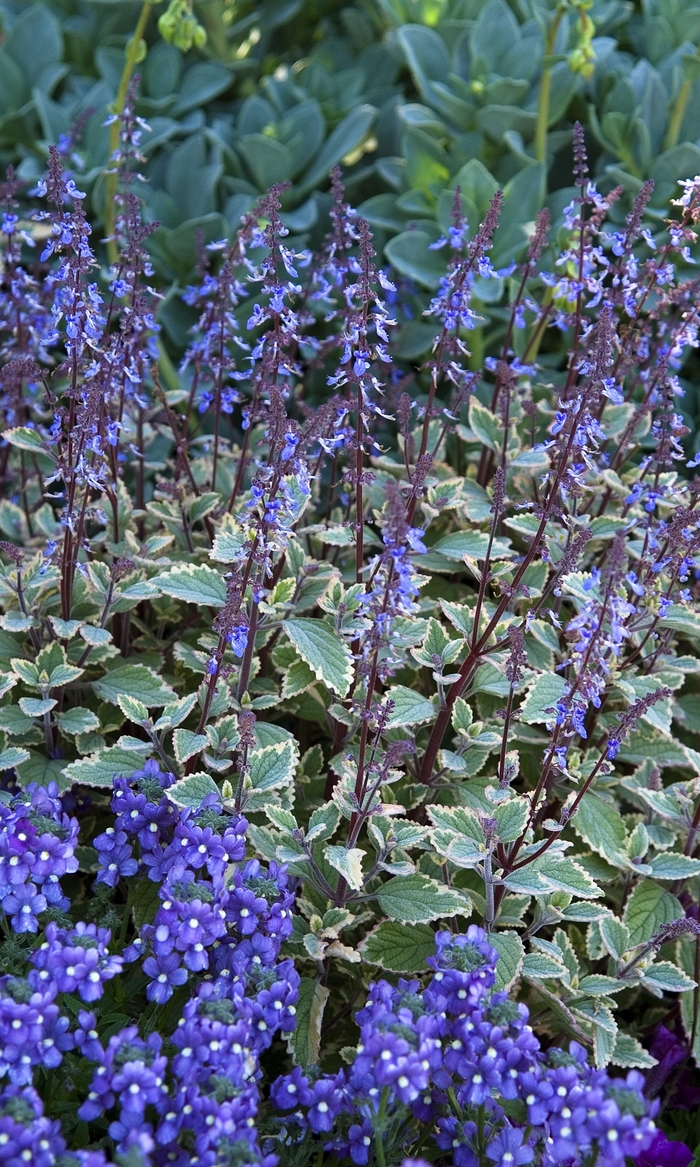 Plectranthus Purple - Plectranthus strigosus from Kings Garden Center